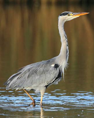 Ideal retreat for birdwatchers