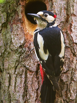 Spotted woodpecker, Isle of Wight